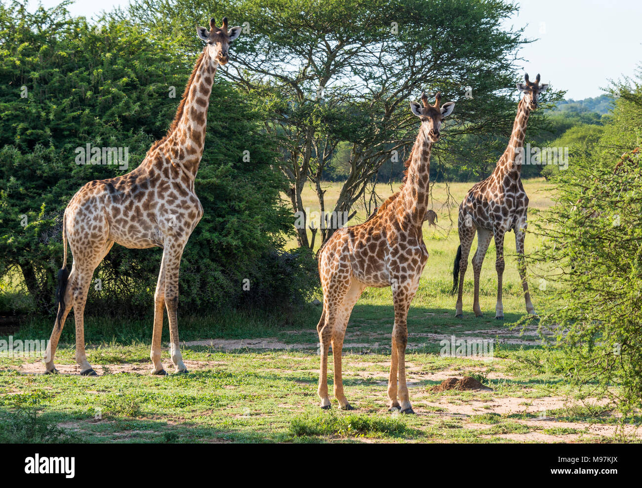 Les girafes de l'Afrique du Sud, grande famille paître dans la forêt sauvage, la faune Les animaux safari, Parc National Kruger, les buissons de game drive, belle n Banque D'Images
