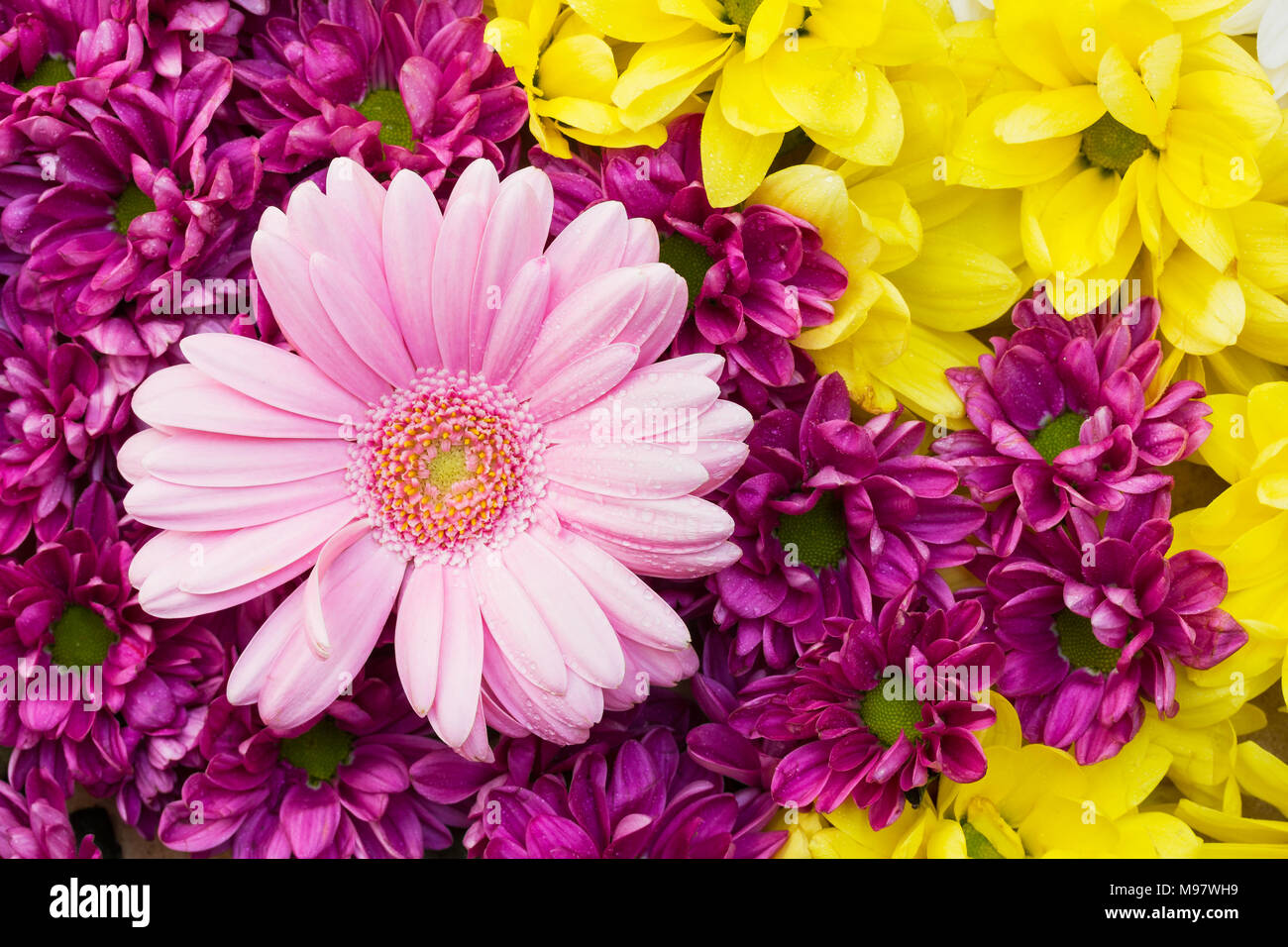 Chrysanthemes Et Gerbera Fleurs Multicolores Disposes Comme Une Image D Arriere Plan Naturel Avec Rose Jaune Et Violet Blossoms Belle Close Up Photographe Photo Stock Alamy