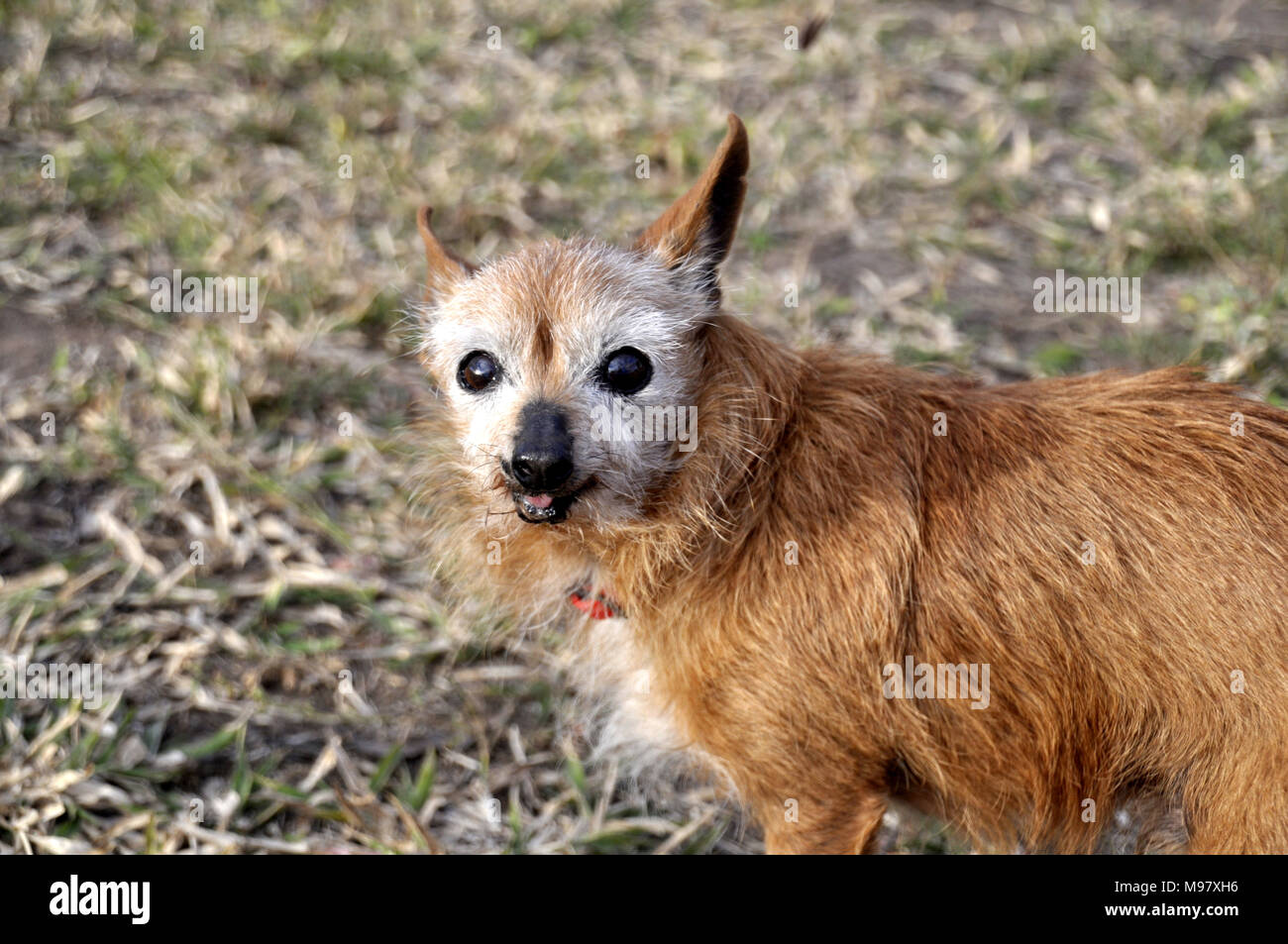 Chiens, peu de vieux chien Banque D'Images