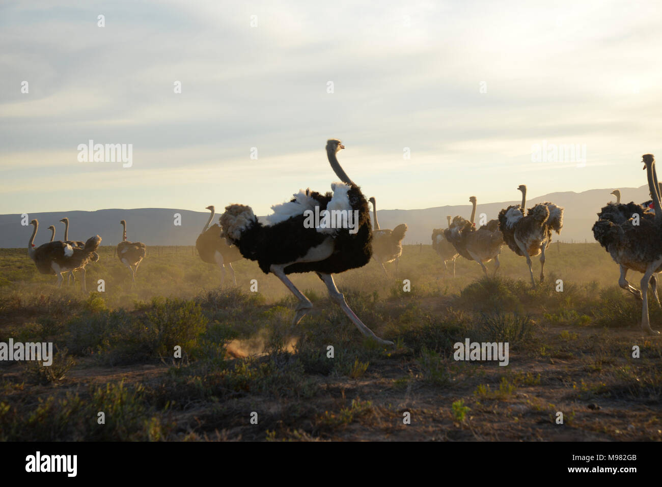 Karoo, Afrique du Sud. Struthio camelus autruche commune ou Banque D'Images