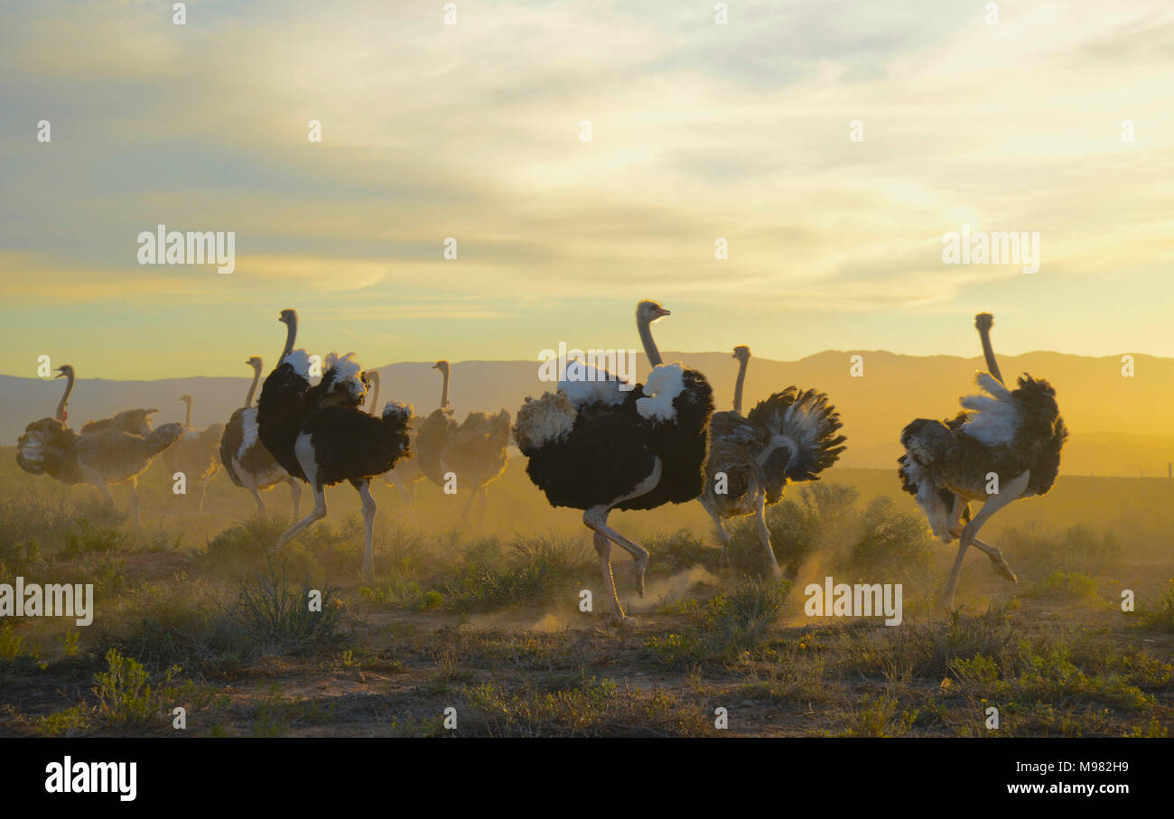Karoo, Afrique du Sud. Struthio camelus autruche commune ou Banque D'Images