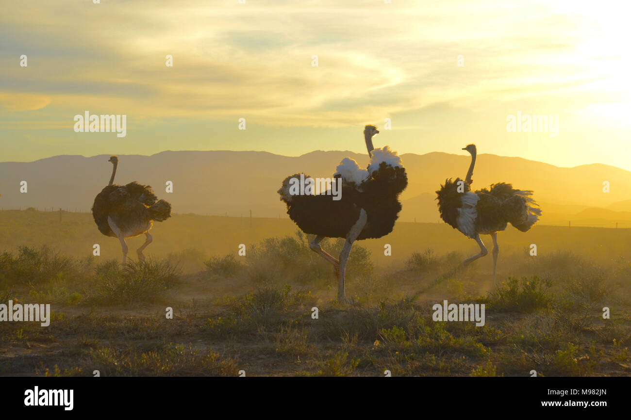 Karoo, Afrique du Sud. Struthio camelus autruche commune ou Banque D'Images