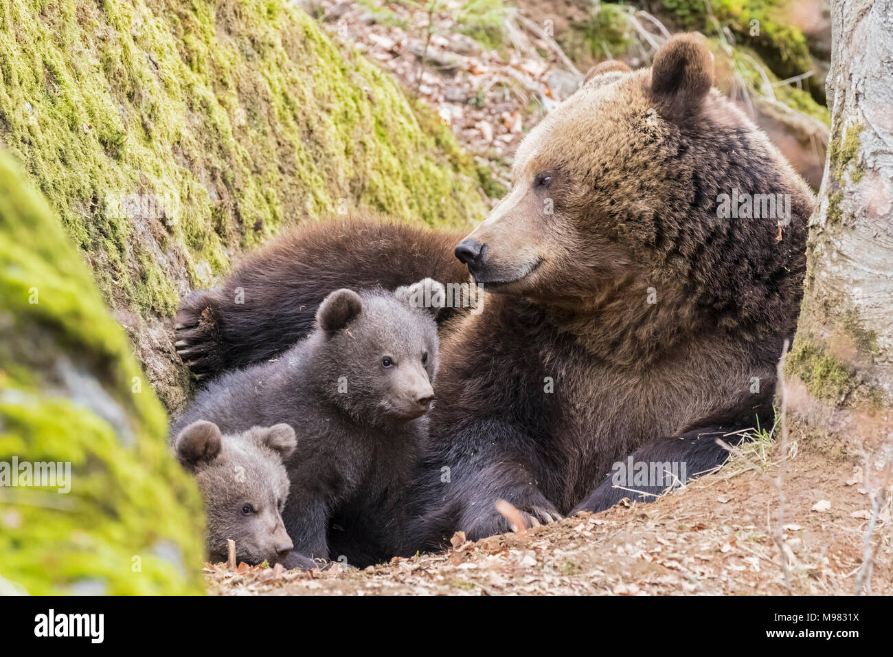 L'Allemagne, le Parc National de la forêt bavaroise, animal site plein air Neuschoenau, ours brun, Ursus arctos, mère de jeunes animaux animal Banque D'Images