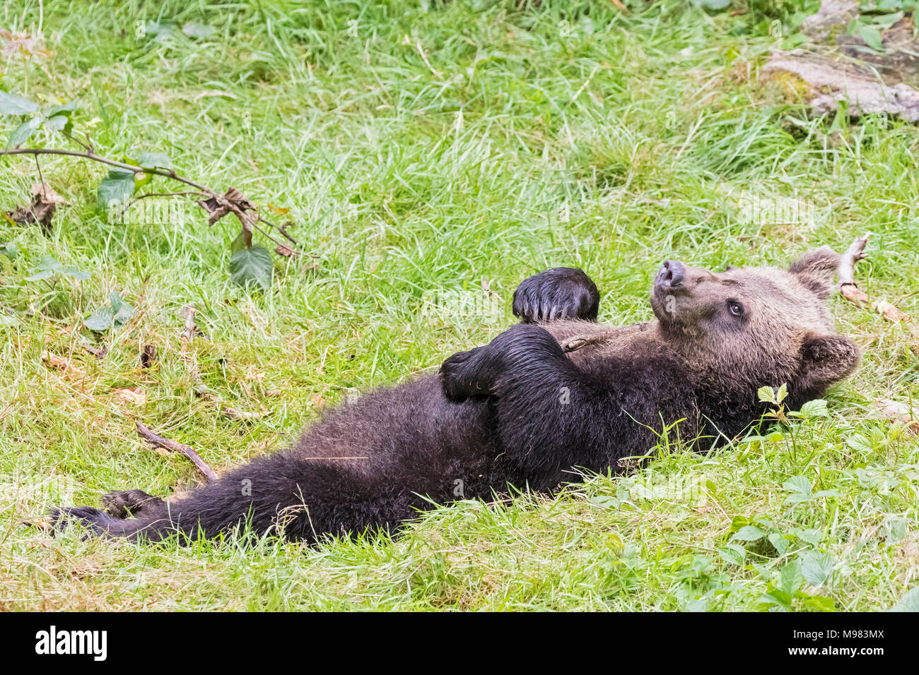 L'Allemagne, le Parc National de la forêt bavaroise, animal site plein air Neuschoenau, ours brun, Ursus arctos, jeune animal lying in grass Banque D'Images
