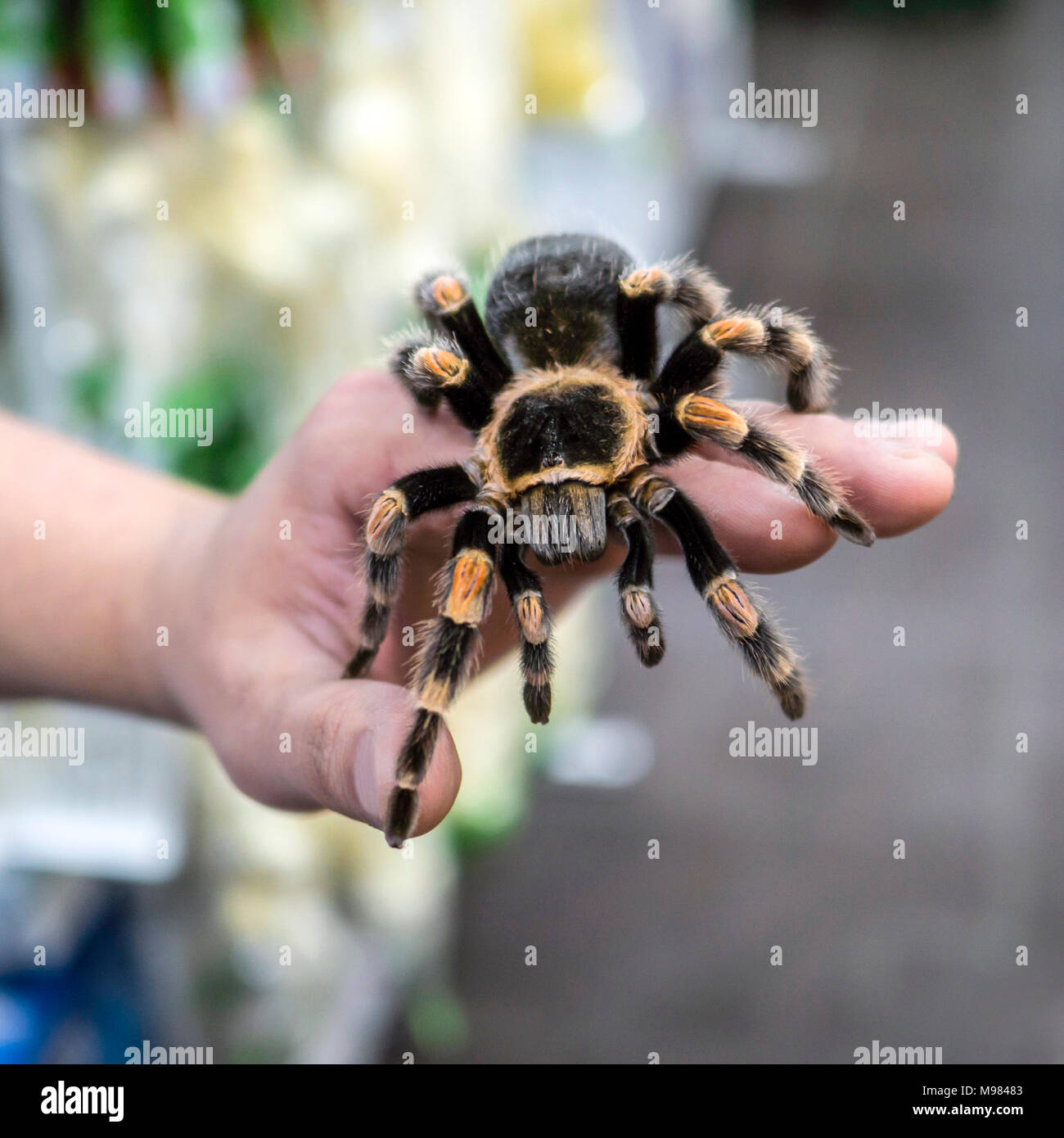 Tarantula araignée grand siège de ramper sur le bras de l'homme Banque D'Images