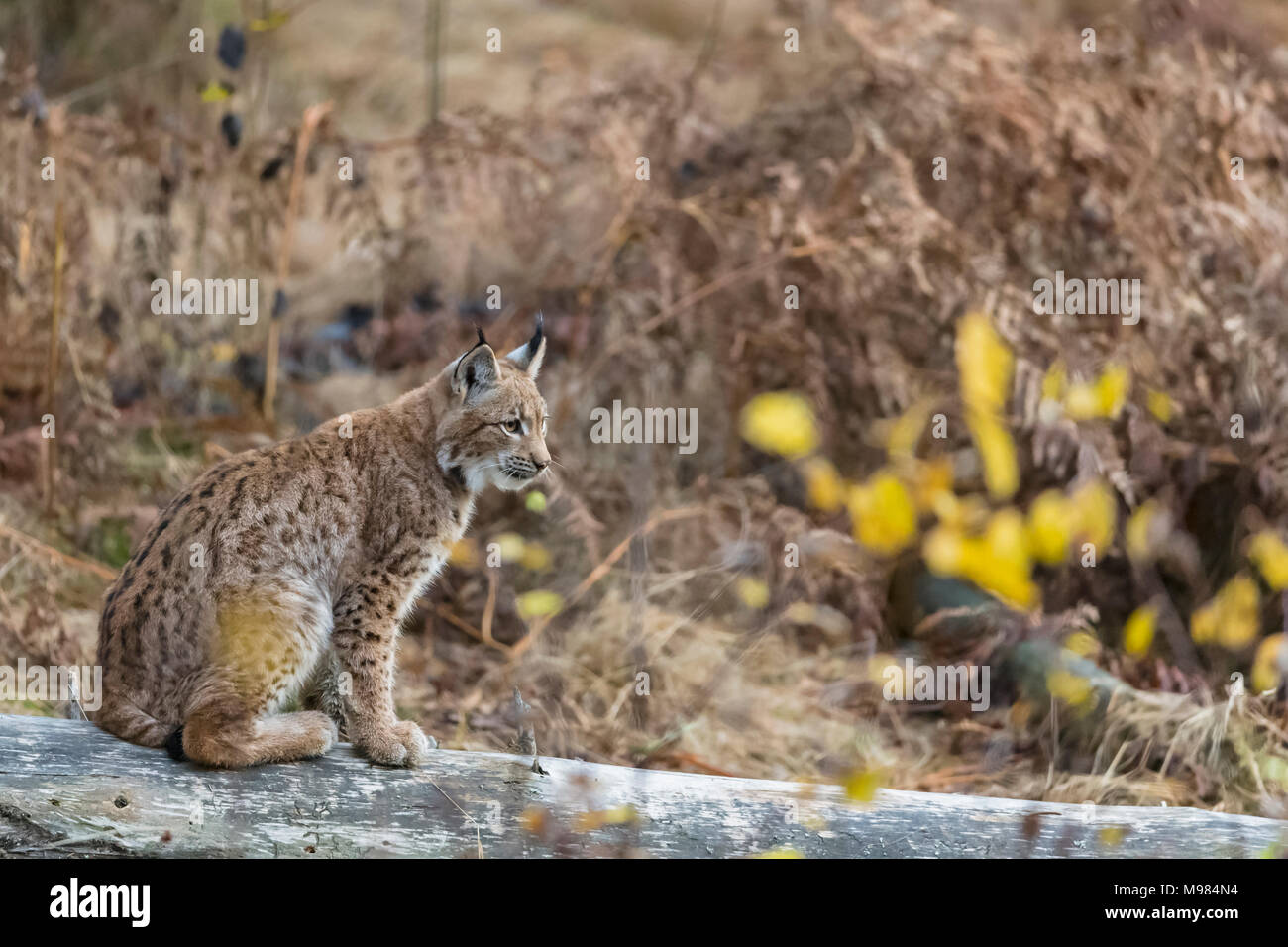 L'Allemagne, le Parc National de la forêt bavaroise, animal site plein air Ludwigsthal, Lynx Boréal Lynx lynx , Banque D'Images