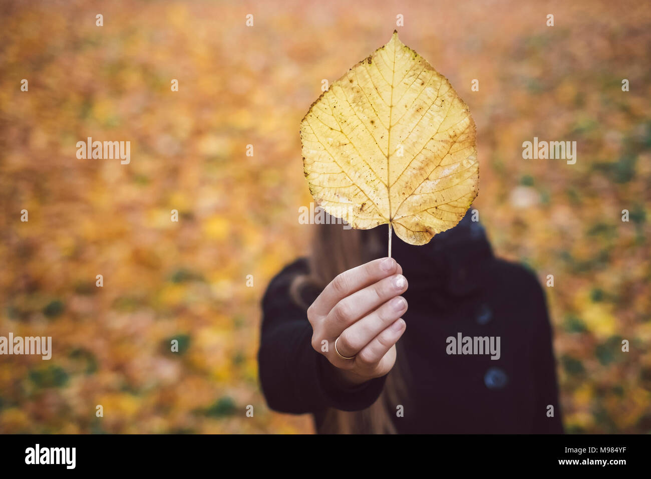 Woman's hand holding yellow autumn leaf, close-up Banque D'Images