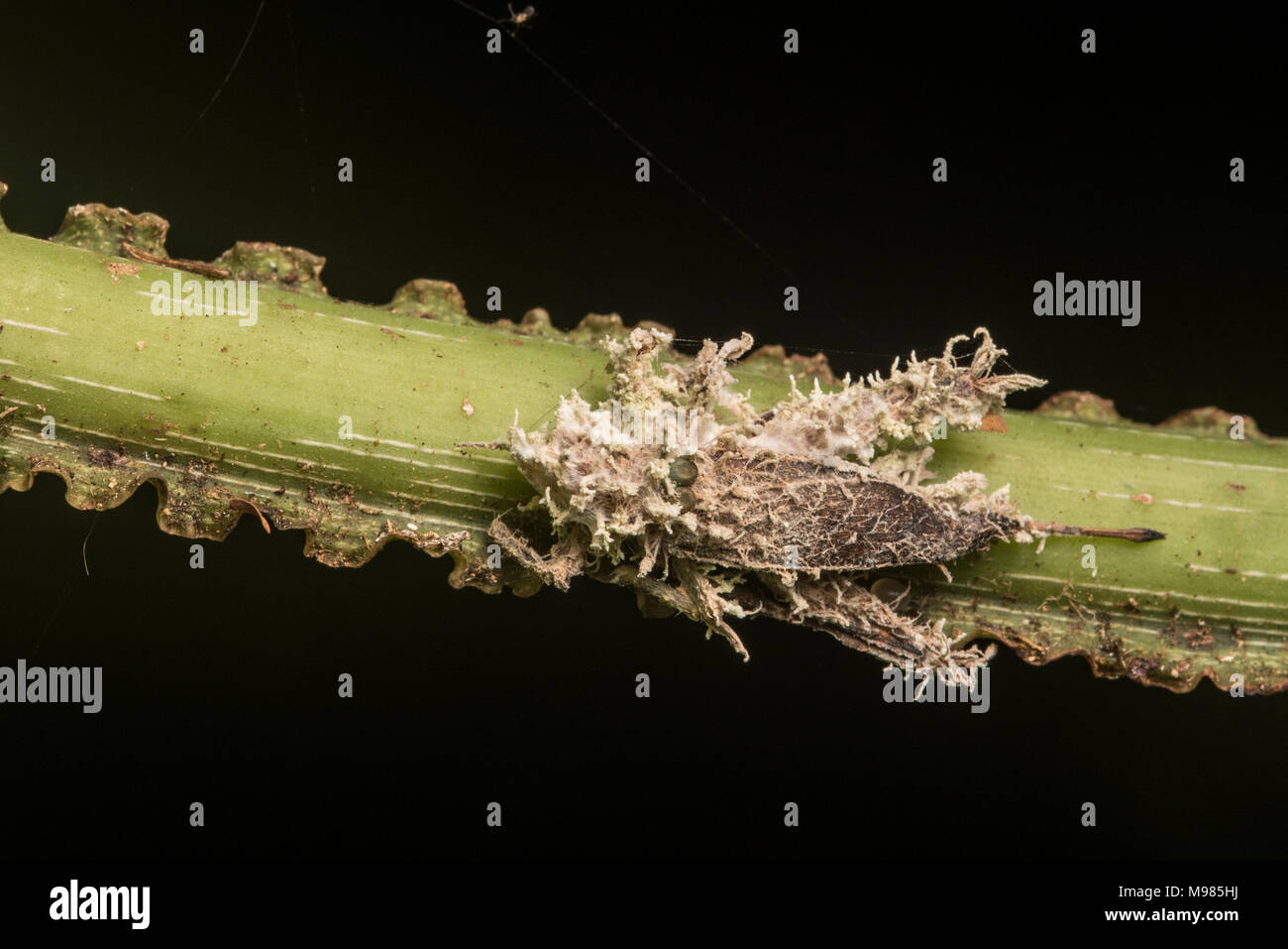 Un Ophiocordyceps espèce de champignon a repris et tués ce cricket dans la jungle péruvienne. Banque D'Images