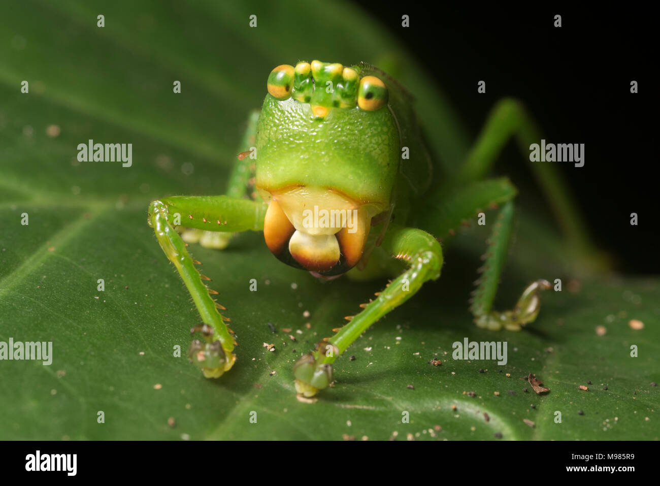 Un grand katydid à partir de la jungle péruvienne, c'est une espèce de plante carnivore katydid. Banque D'Images