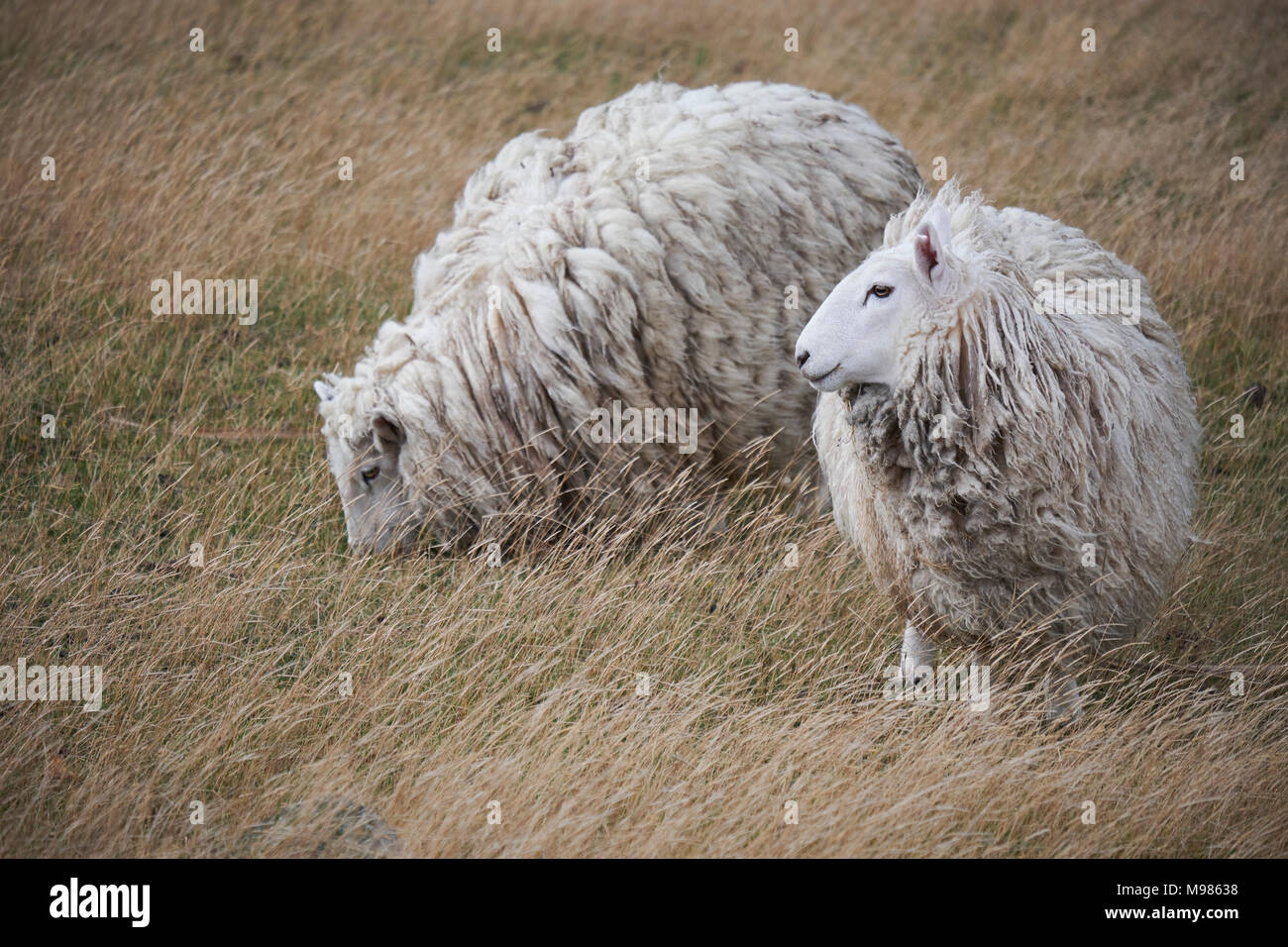 Nouvelle Zélande, île du Sud, Dunedin, Otago Peninsula, moutons on meadow Banque D'Images