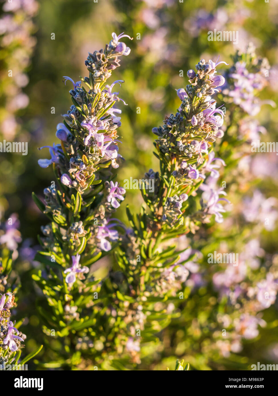 La floraison des plantes de romarin (rosmarinus officinalis) dans Esporao, Portugal, au coucher du soleil Banque D'Images
