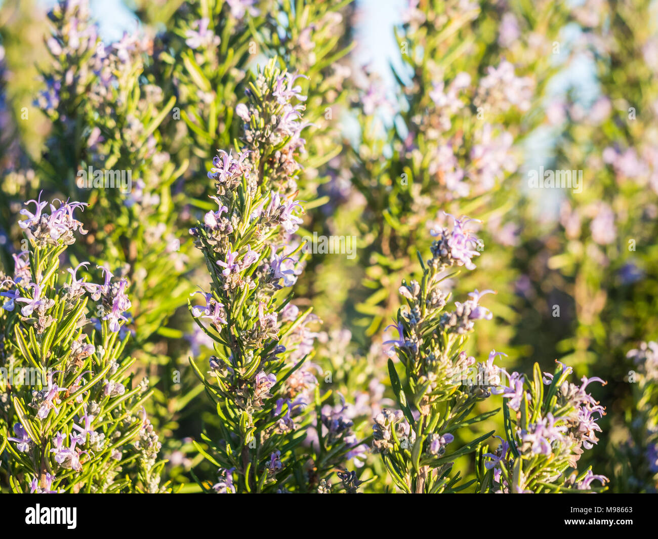 La floraison des plantes de romarin (rosmarinus officinalis) dans Esporao, Portugal, au coucher du soleil Banque D'Images
