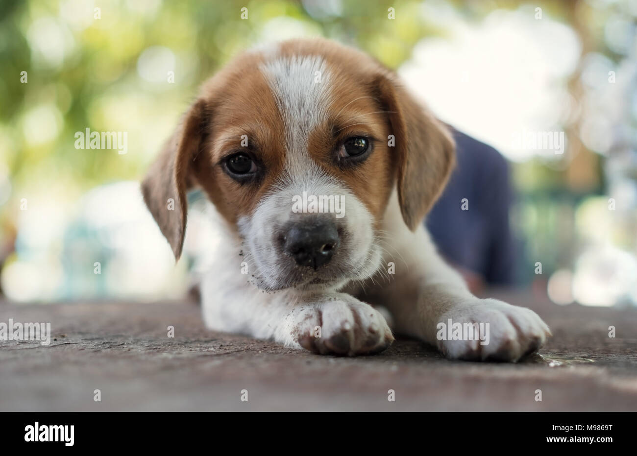 Portrait de petit chiot mignon chien Banque D'Images