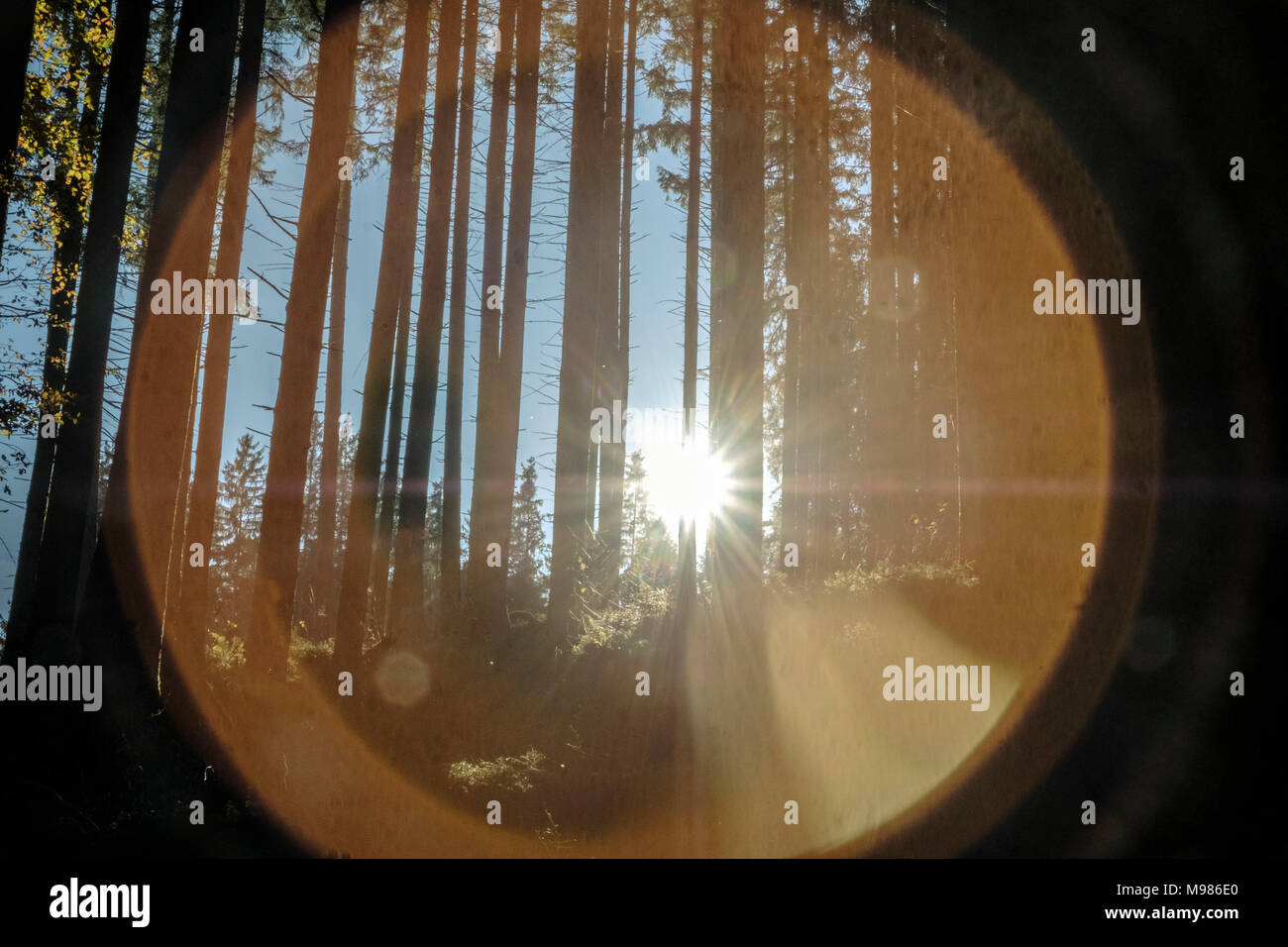 Germany, Bavaria, réserve naturelle des Alpes Haute Allgaeu Banque D'Images