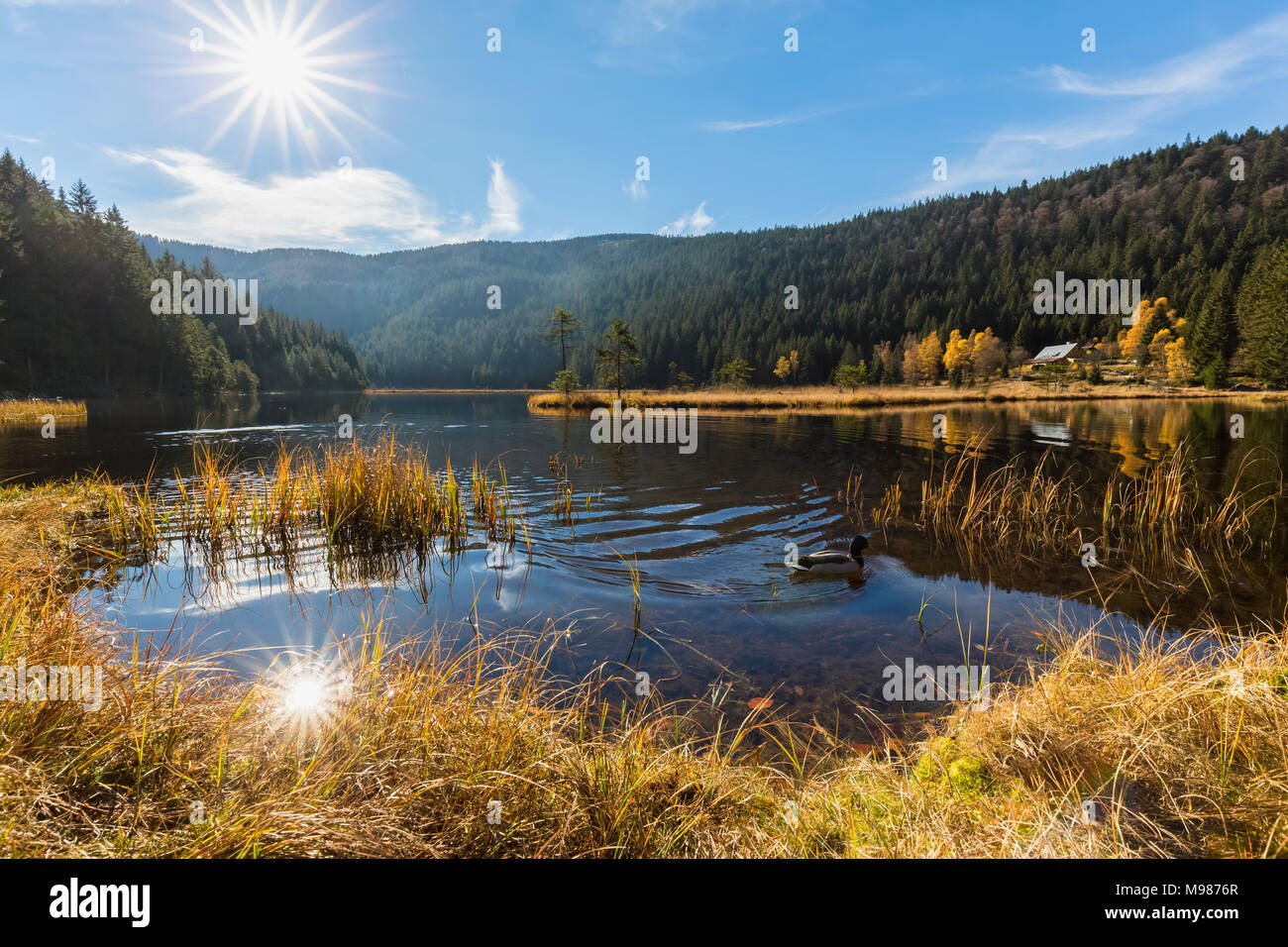 L'Allemagne, la Bavière, la Basse Bavière, forêt de Bavière, Kleiner Arbersee avec îles flottantes Banque D'Images