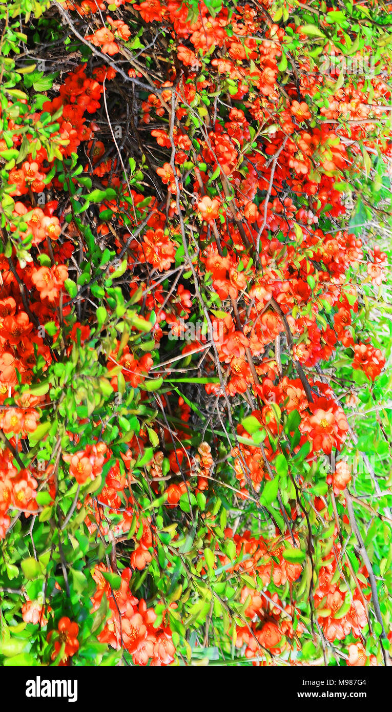 Cognassier en fleurs Banque D'Images