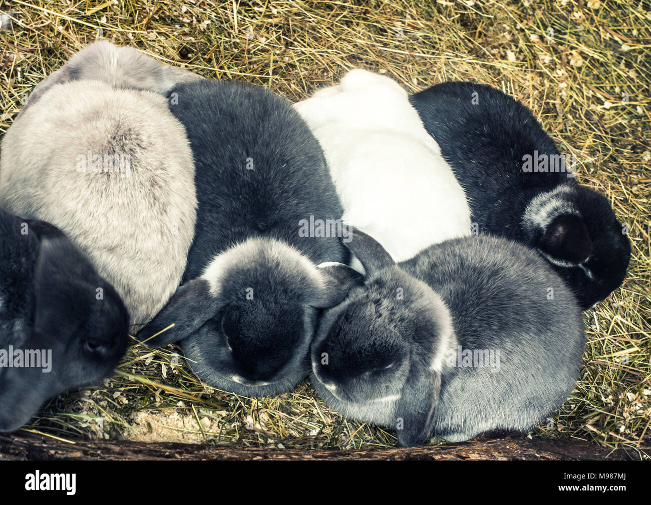 Lop-eared lapins Banque D'Images
