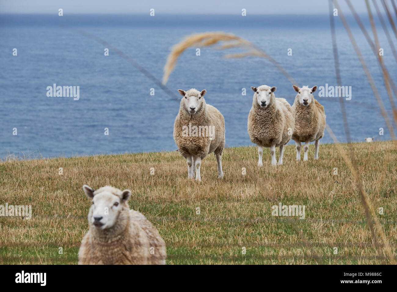Nouvelle Zélande, île du Sud, Dunedin, Otago Peninsula, les moutons à la côte Banque D'Images