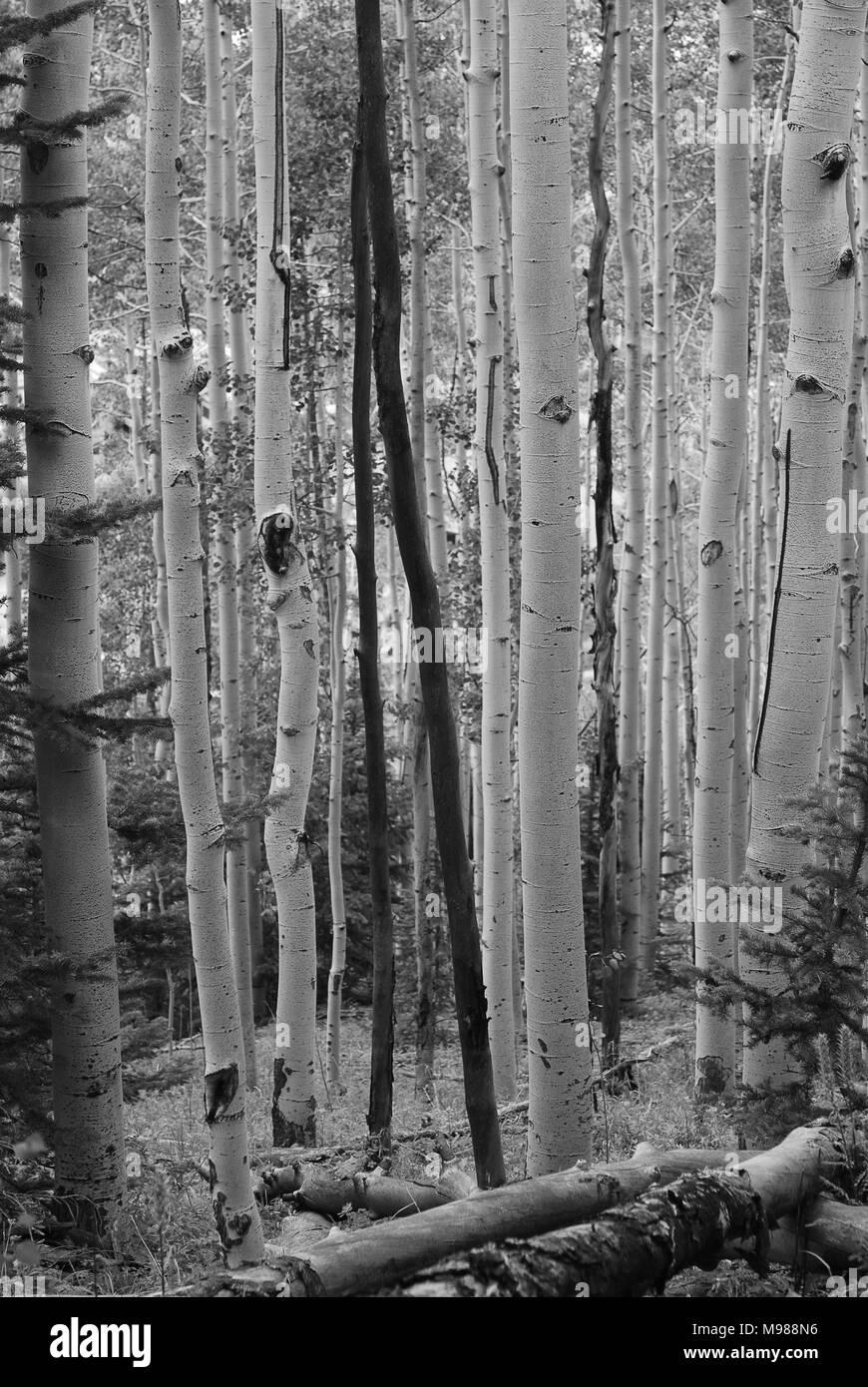 Peuplement de tremble à Telluride, Colorado Banque D'Images