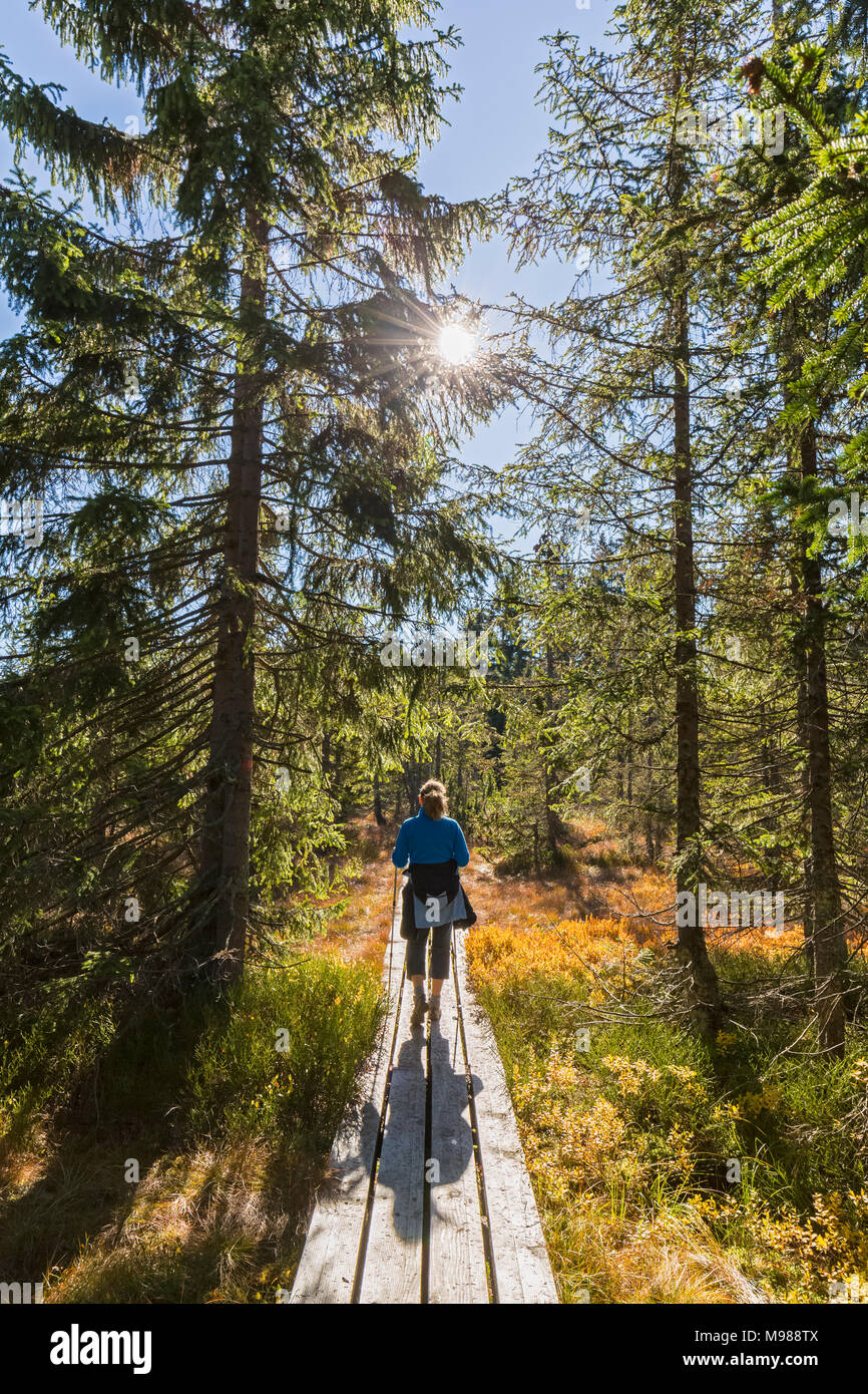 Allemagne, Bavière, Thuringe, Parc National de la forêt bavaroise, female hiker sur trottoir de bois Banque D'Images