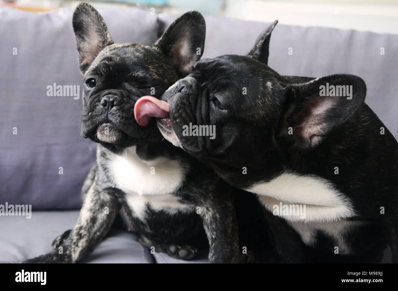 Bouledogue français frères Banque D'Images