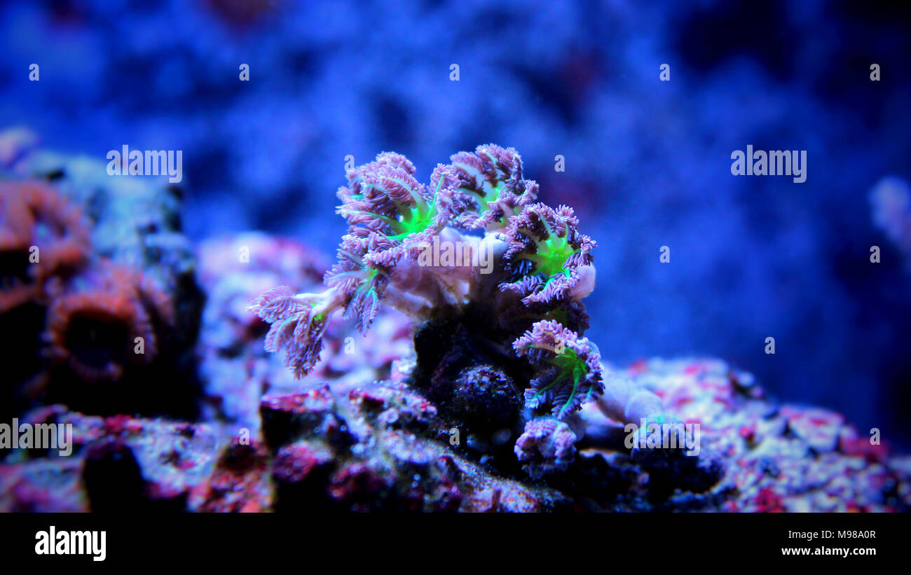 Clavularia coraux colonie de polypes gant Banque D'Images