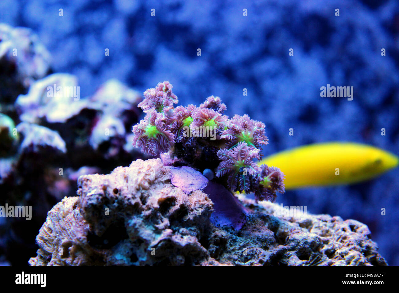 Clavularia coraux polypes Banque D'Images