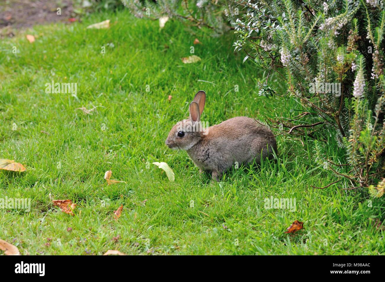 Lapin sauvage assis dans l'herbe avec les oreilles jusqu'au parc Pittencrieff, Dunfermline, Fife, Scotland Banque D'Images