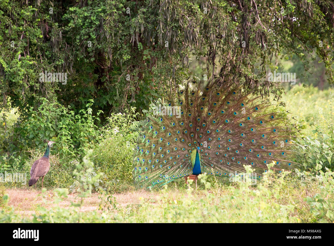 Une projection de son paon essayant de plumage malheur la femelle à gauche dans le Parc National de Udawalawe au Sri Lanka. Banque D'Images