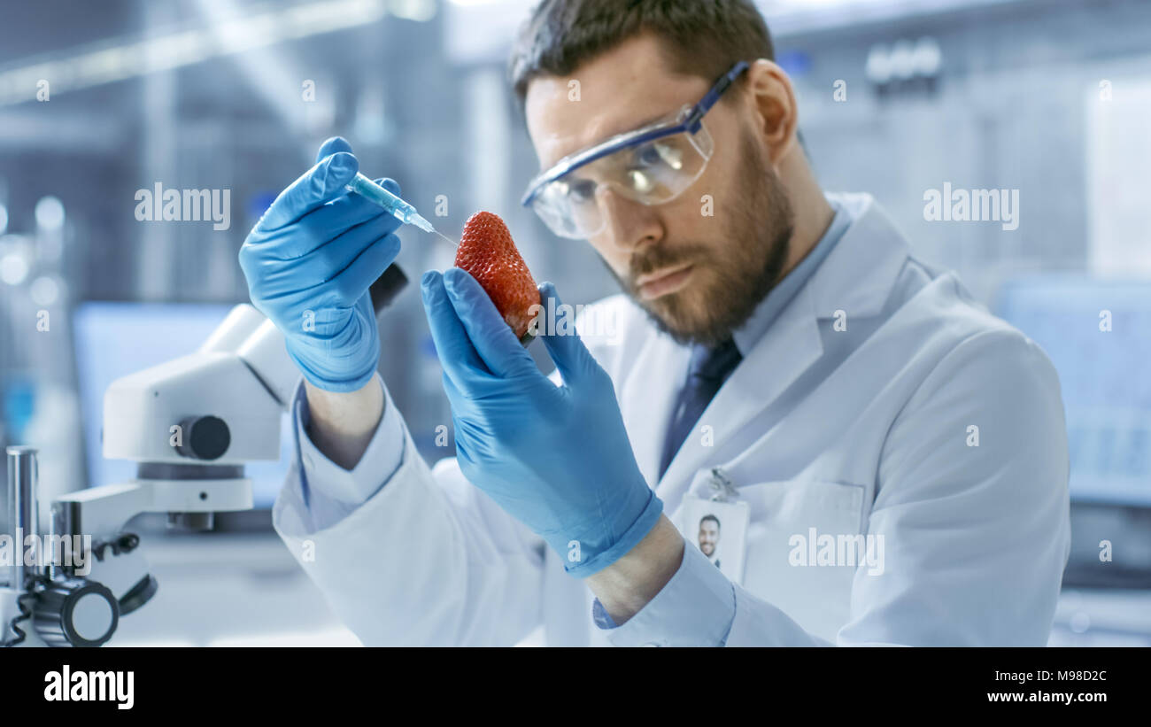 Dans un laboratoire scientifique de l'alimentation moderne fraise injecte avec une seringue. Il travaille sur une modification génétique de ce produit. Banque D'Images