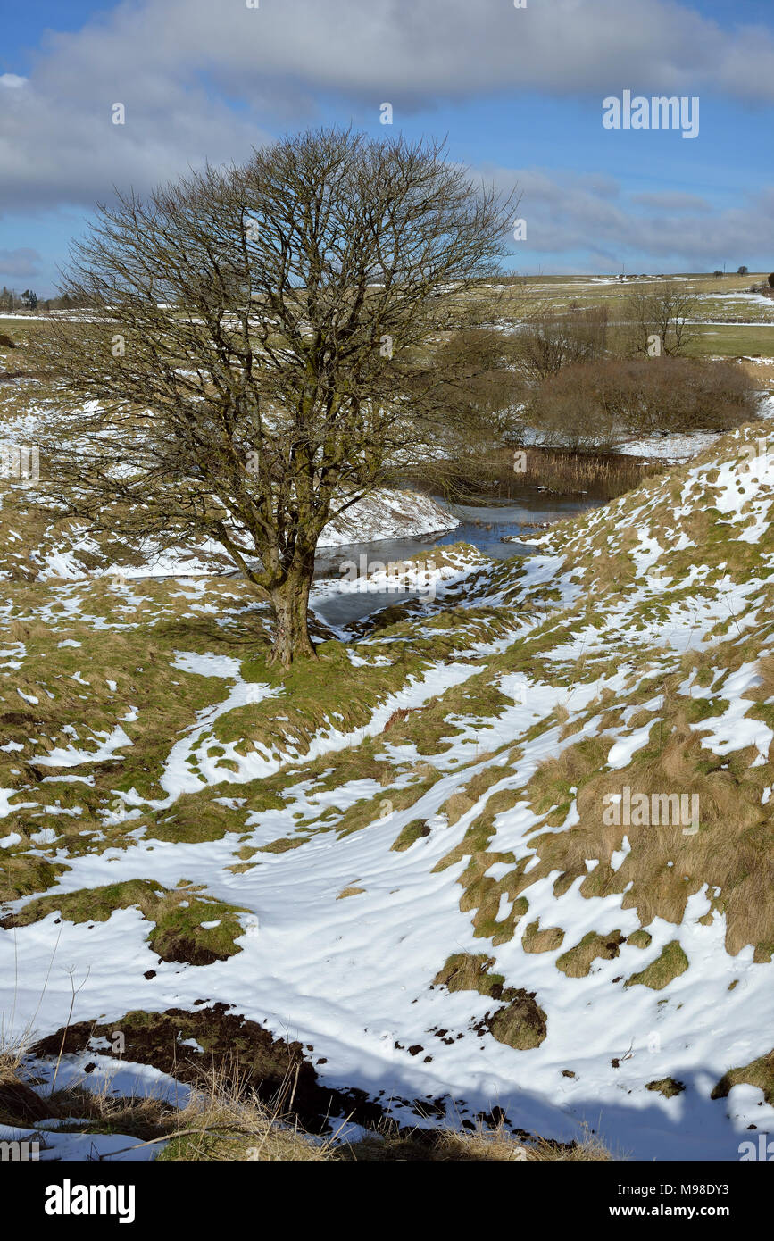 Arbre isolé à la Charterhouse mines de plomb dans la neige, collines de Mendip, Somerset Banque D'Images