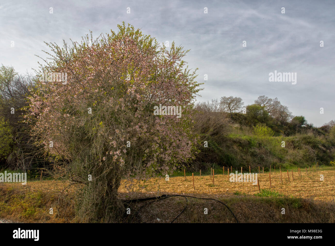 Amande amère en fleurs (blanches) sur l'arbre à soleil du printemps, district de Paphos, Chypre, l'île méditerranéenne, Europe Banque D'Images