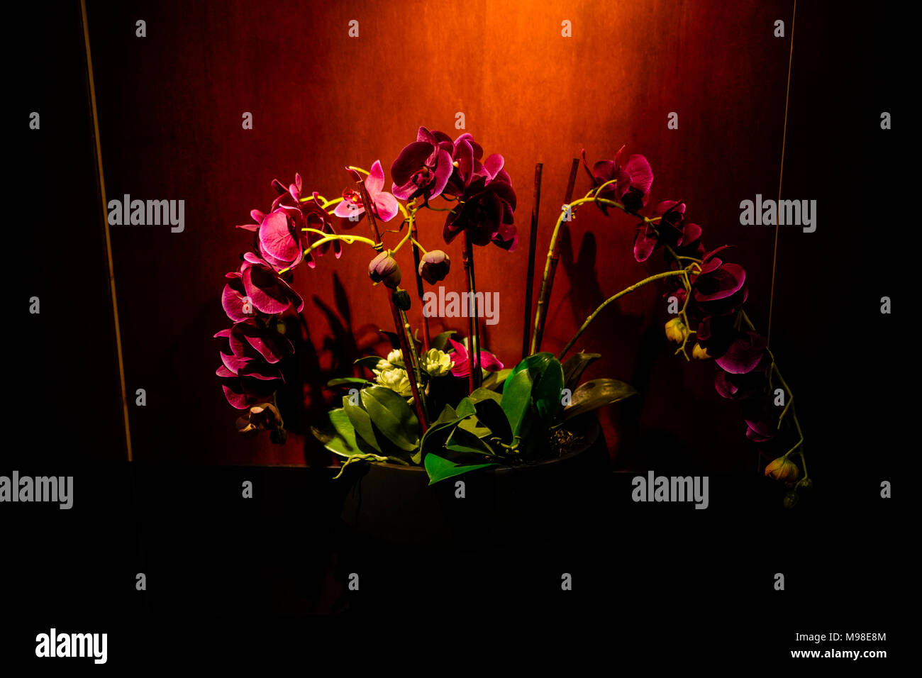 Arrangement de fleurs Magenta Banque D'Images