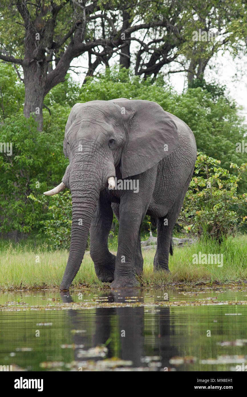 L'éléphant africain (Loxodonta africana). Sortant d'une forêt, bull adultes sur le point de prendre un verre à partir de la rivière. Parc National de Chobe. Delta de l'Okavango. Botsw Banque D'Images