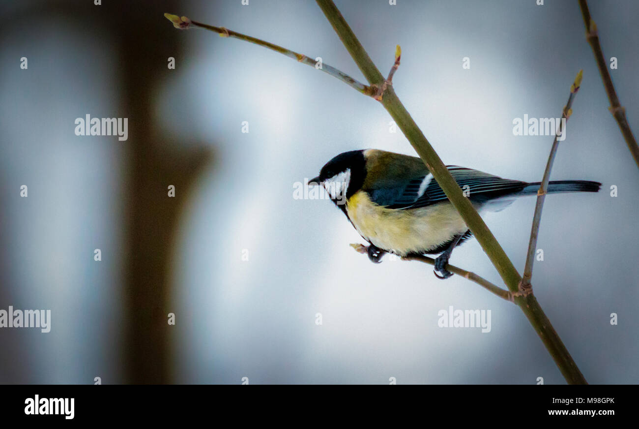 Great Tit sur une branche Banque D'Images