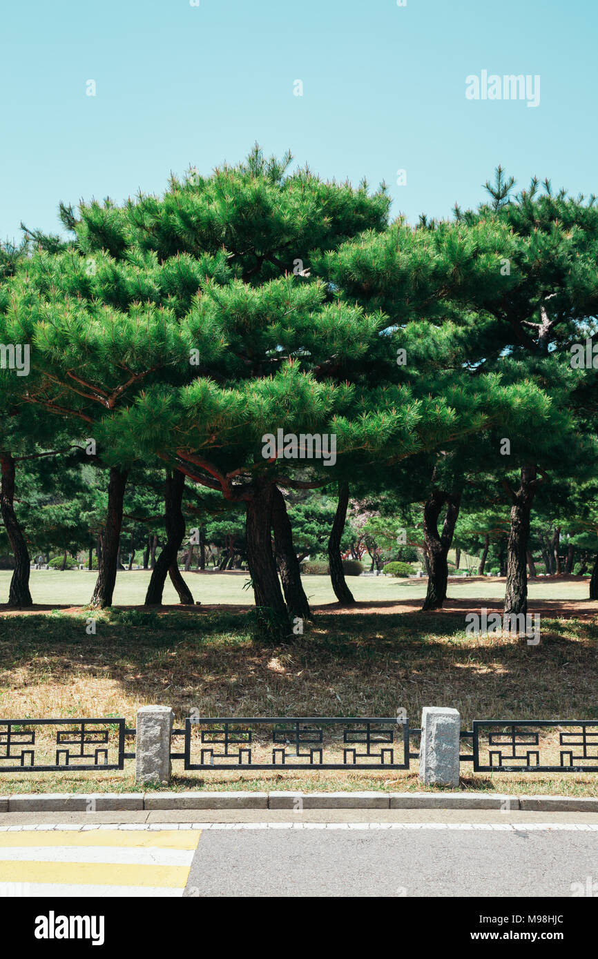 Pins dans le Cimetière National de Séoul, Corée Banque D'Images