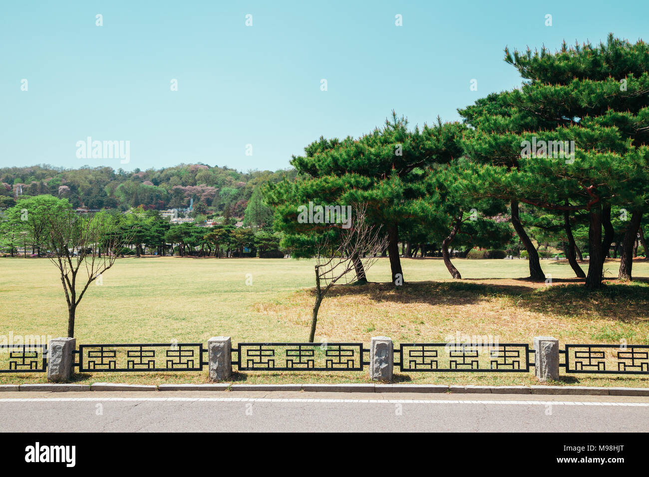Pins dans le Cimetière National de Séoul, Corée Banque D'Images