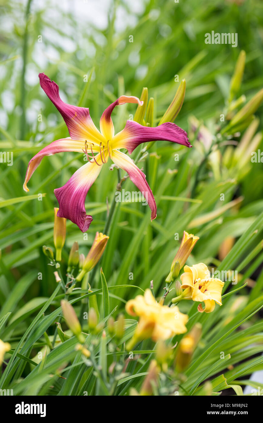 "L'enfant sauvage' tonehill, Daglilja l'hémérocalle (Hemerocallis) Banque D'Images