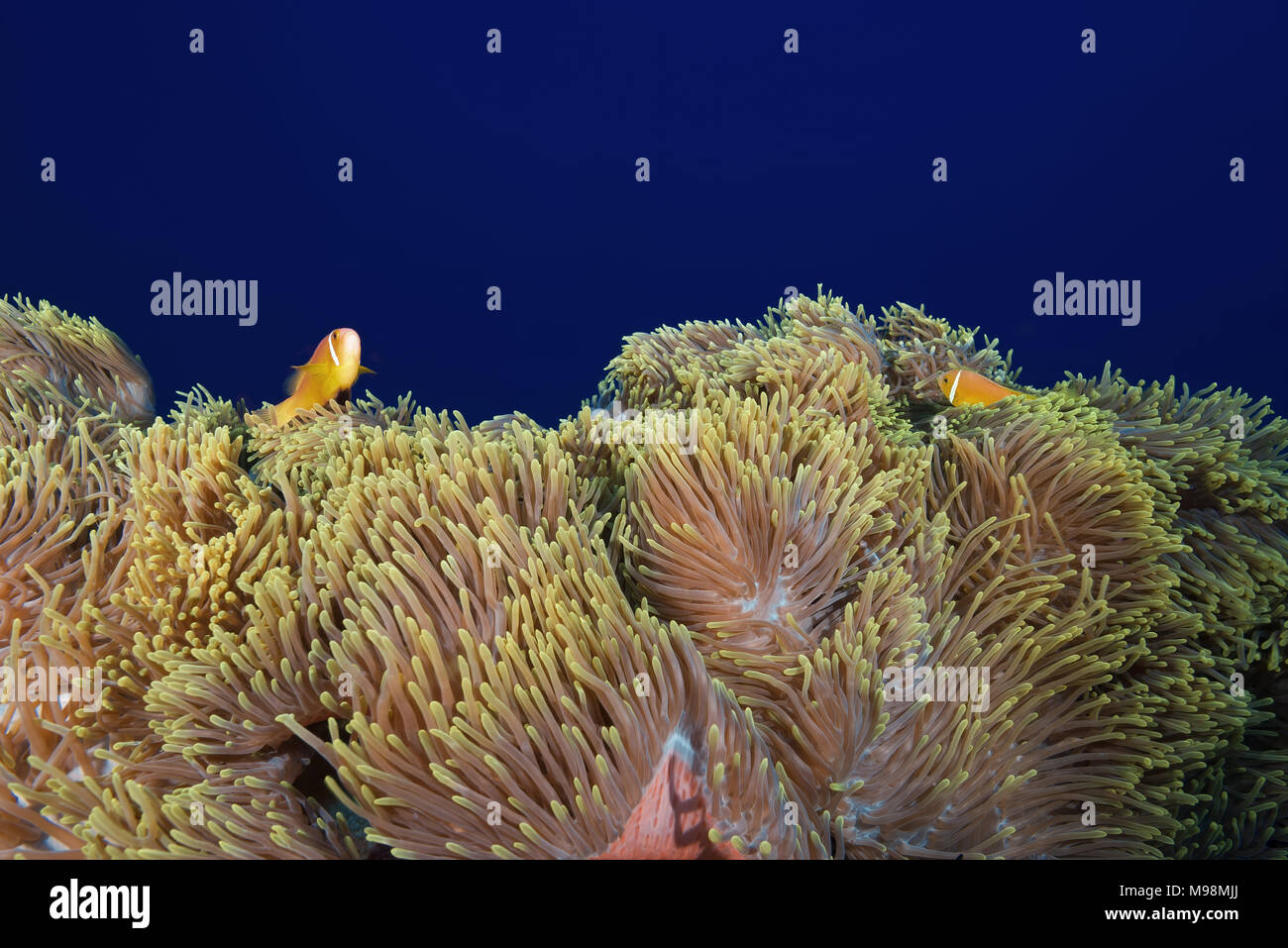 Les Maldives poisson clown (Amphiprion nigripes) nage plus grande belle anemone Banque D'Images