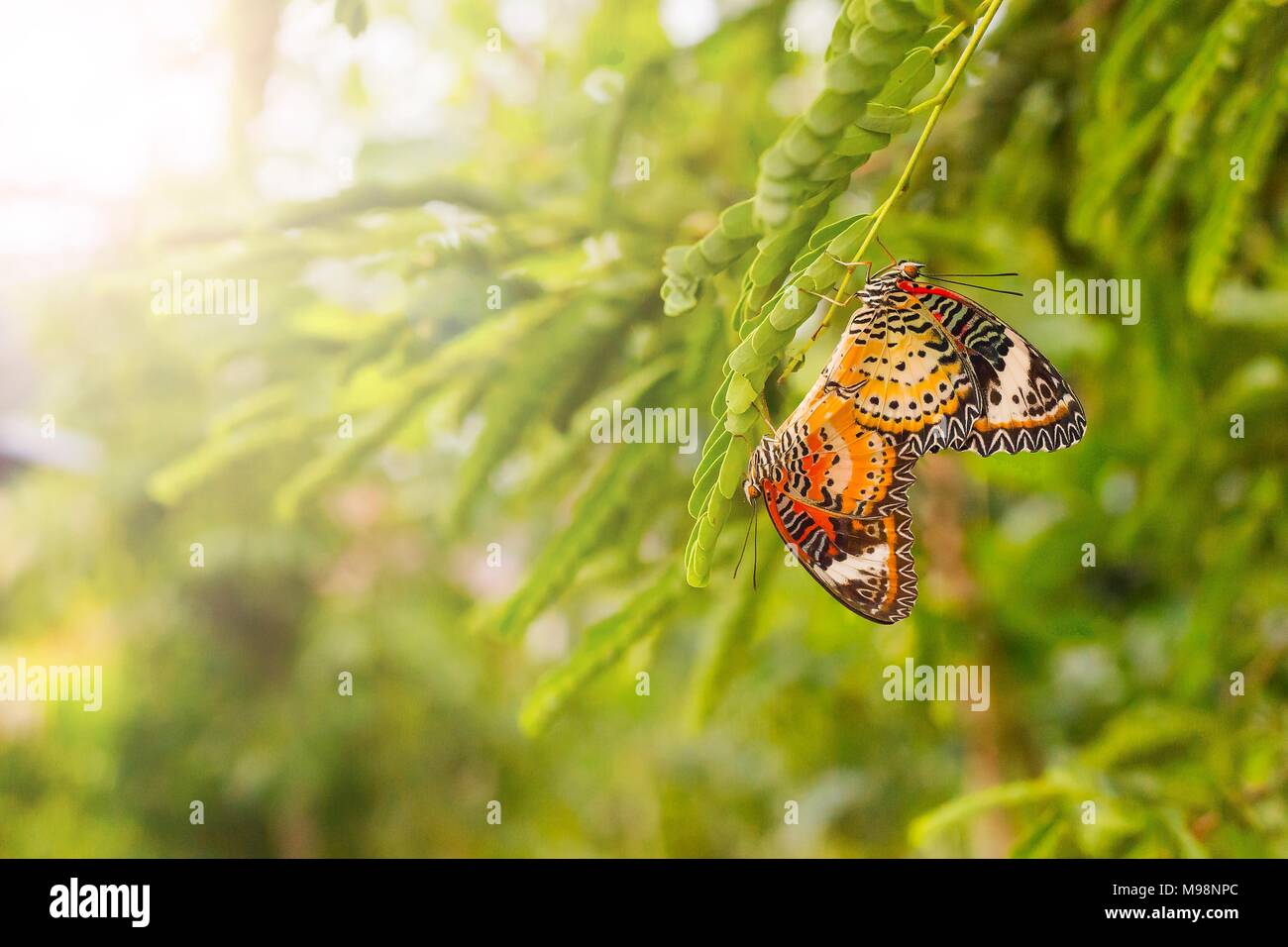 Les papillons se reproduisent.Situé dans un parc naturel de la saison d'insectes. Banque D'Images