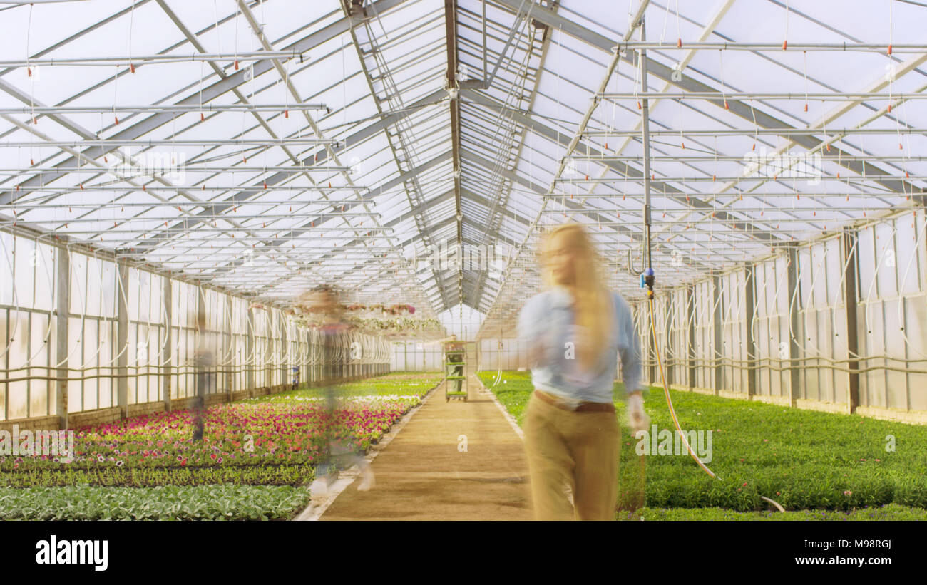 Shot très animé d'émissions industrielles où des silhouettes du jardinier Travail d'accroissement des belles plantes et délicieux. Banque D'Images