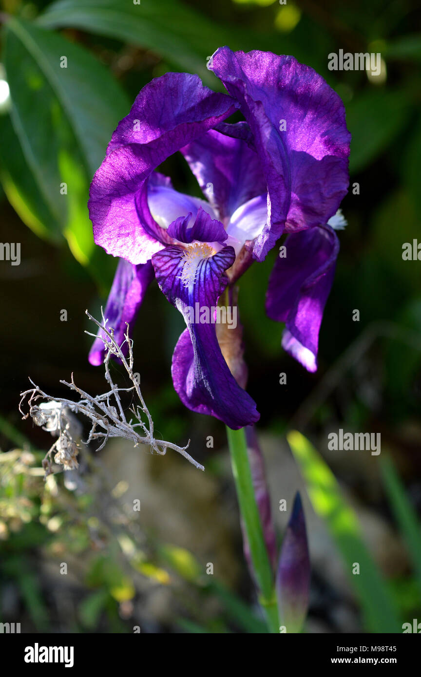 Close up d'un Iris mauve en fleurs, l'arrière-plan, Sicile, Macro Banque D'Images