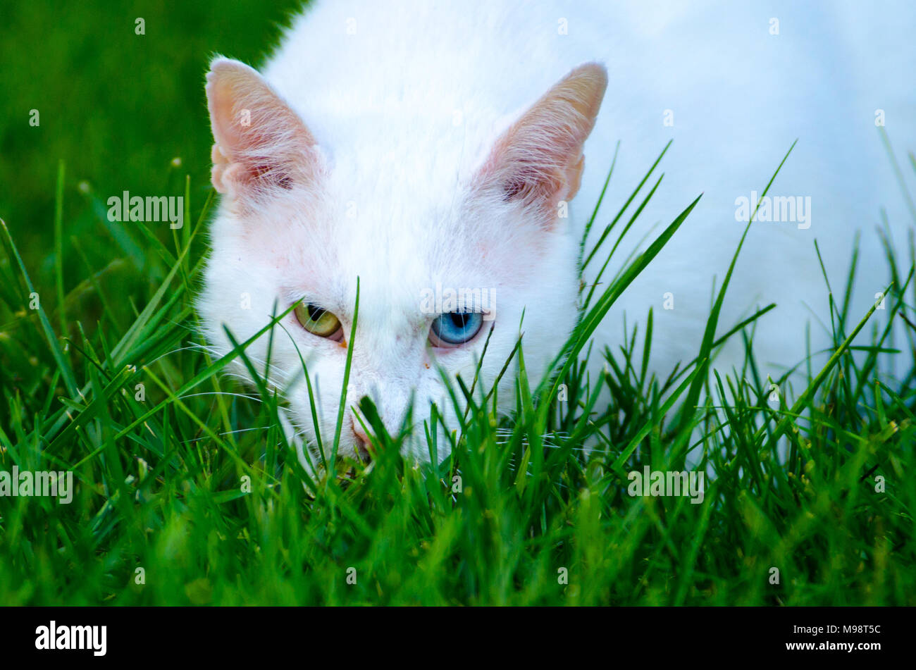 Une maison blanche chat (Felis silvestris catus), avec un œil vert et un œil bleu, regarde à travers l'herbe verte vers l'appareil photo Banque D'Images