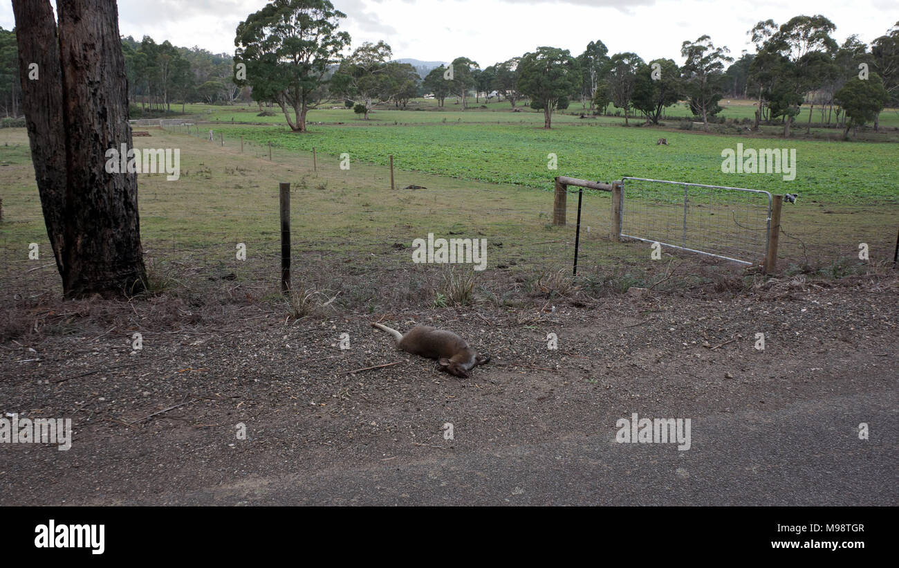 Le Wallaby de Bennett (Macropus rufogriseus), Bennetts wallabies, également connu sous le nom de red-necked wallaby sur l'Australie continentale, sont trouvés dans toute la Tasmanie, y compris les îles du détroit de Bass. Au fil des ans leur nombre et de la distribution ont augmenté tout au long de l'État due en grande partie à moins de pression de la chasse, et l'abattage des forêts. Cela a entraîné une augmentation des pâturages créant ainsi un habitat idéal pour les wallabies - pâturages où ils peuvent se nourrir la nuit à côté de Bush Land où ils peuvent abriter par jour. Banque D'Images