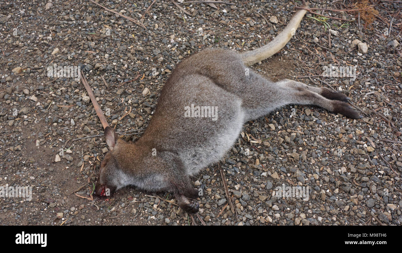 Rapports révèlent que le nombre d'animaux sauvages tués chaque année sur les routes de Tasmanie sont assimilables à une incroyable figure approchant 500 000. C'est presque un par tête de cette population de l'État australien qui, en 2017 était presque 520 000. L'État est fière de ses efforts en matière de conservation de l'environnement en particulier sa faune comme le diable de Tasmanie. Le risque élevé de temps pour affronter la faune sur la route est considéré comme du crépuscule à l'aube lorsque de nombreuses espèces sont dehors et environ à la recherche de nourriture et d'eau deviennent paralysés par voiture comme ils serpentent à travers la route. Banque D'Images