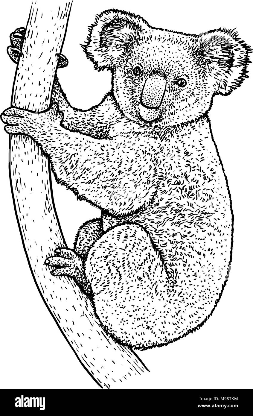 Koala illustration, dessin, gravure, encre, dessin au trait, vector Illustration de Vecteur