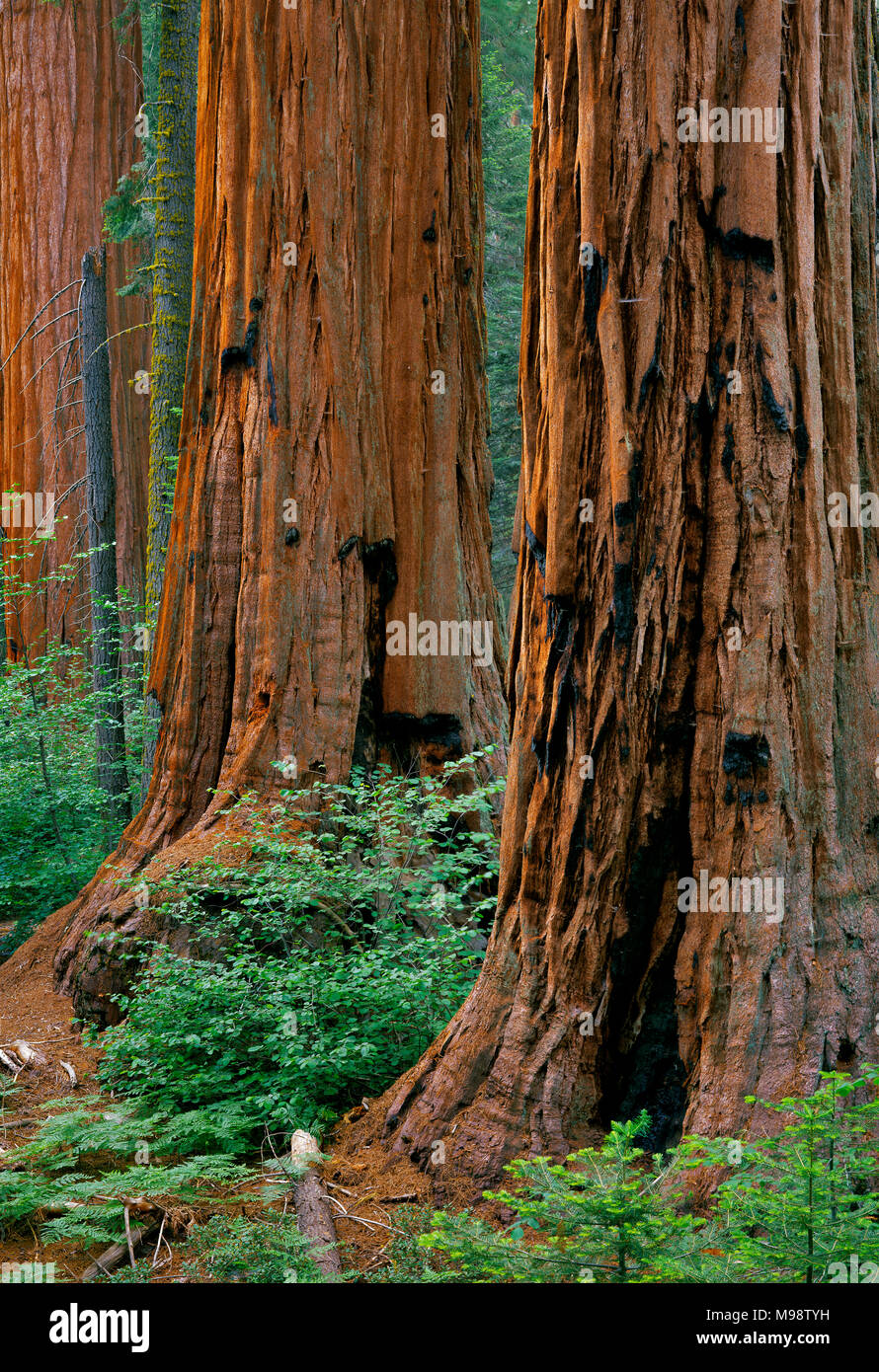 Le Séquoia géant, Sequoiadendron giganteum, Redwood Canyon, le Parc National Kings Canyon, Californie Banque D'Images