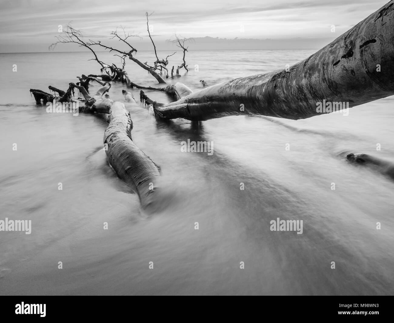 Image Monochrome de troncs d'arbres sur la côte ouest de la plage de Darss, Allemagne, au coucher du soleil Banque D'Images