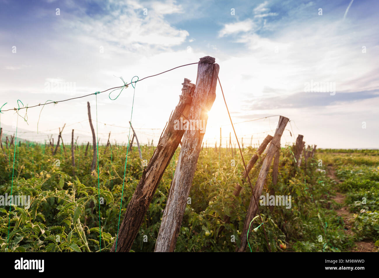 Les plantes de tomates dans le soleil du soir Banque D'Images