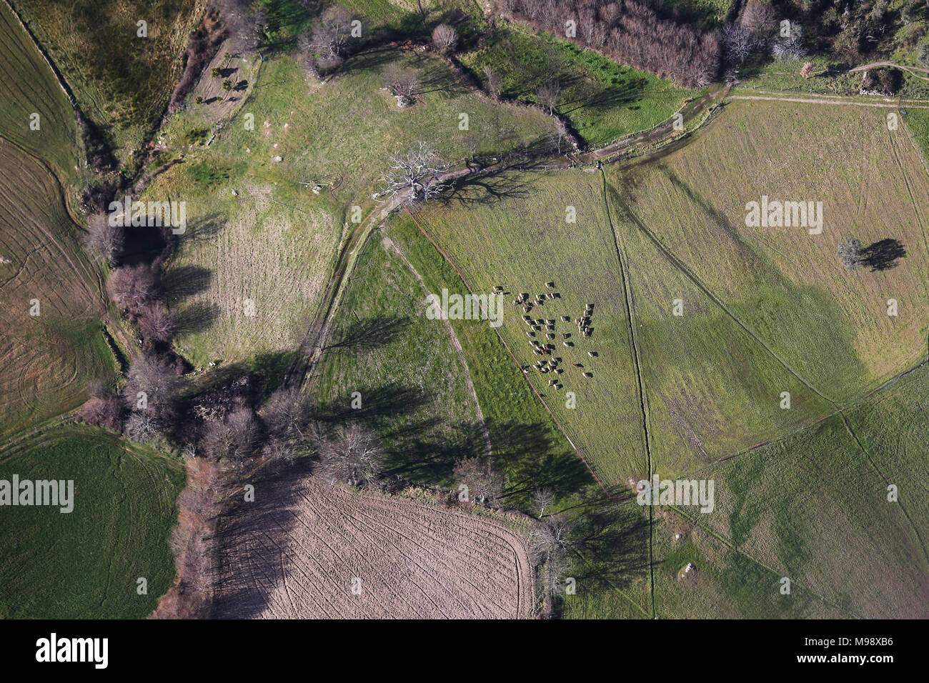 Vue aérienne d'un troupeau de moutons, Linhares da Beira, Serra da Estrela, Portugal Banque D'Images